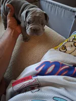 Tiger, a male French Bulldog for sale in Tarpon Springs, FL – 5 of 5