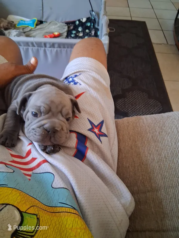 Tiger – French Bulldog puppy for sale in Tarpon Springs, FL