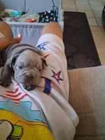 Tiger, a male French Bulldog for sale in Tarpon Springs, FL – 1 of 5