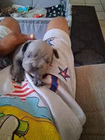 Tiger, a male French Bulldog for sale in Tarpon Springs, FL – 4 of 5