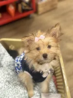 Coco, a female Pomeranian and Yorkshire Terrier for sale in Dawsonville, GA – 1 of 1