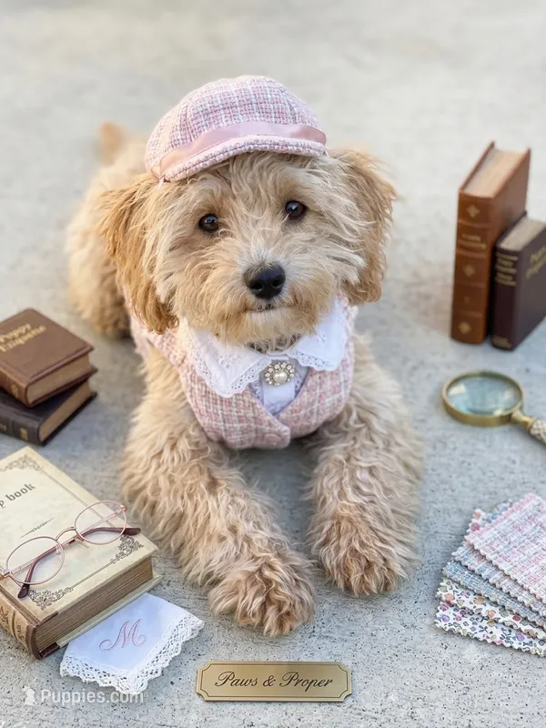 Jasime – Miniature Goldendoodle puppy for sale in Dawsonville, GA