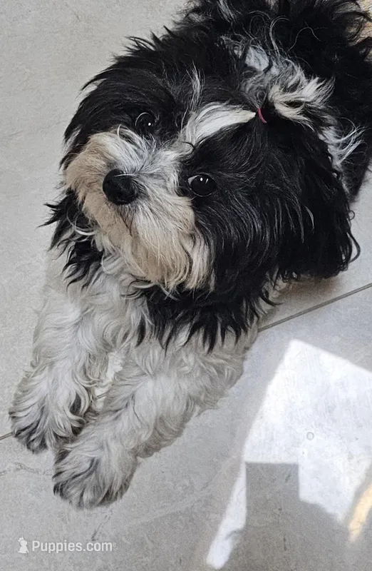 MAX  – Maltipoo puppy for sale in Punta Gorda, FL