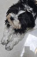 MAX , a male Maltipoo for sale in Punta Gorda, FL – 1 of 2
