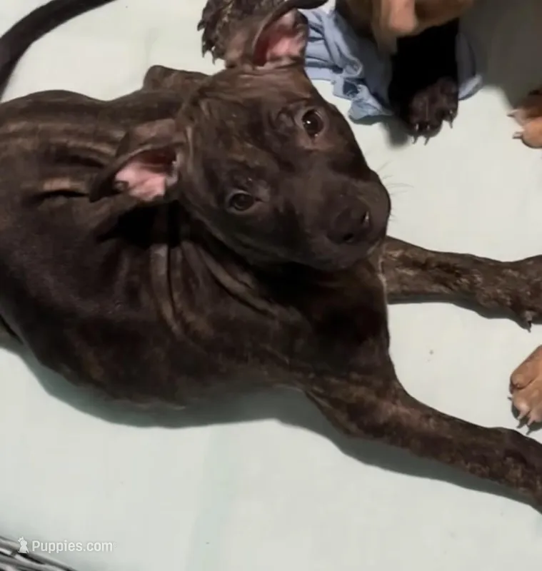 Puppy D – Catahoula Leopard Dog, American Pit Bull Terrier puppy for sale in Punta Gorda, FL