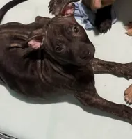 Puppy D, a male Catahoula Leopard Dog and American Pit Bull Terrier for sale in Punta Gorda, FL – Photo 1 of 2