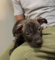 Puppy D, a male Catahoula Leopard Dog and American Pit Bull Terrier for sale in Punta Gorda, FL – 4 of 5