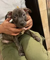 Puppy D, a male Catahoula Leopard Dog and American Pit Bull Terrier for sale in Punta Gorda, FL – 3 of 5