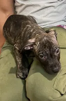 Puppy D, a male Catahoula Leopard Dog and American Pit Bull Terrier for sale in Punta Gorda, FL – 5 of 5