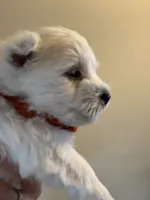 AKC ORANGE, a male West Highland White Terrier for sale in Punta Gorda, FL – 2 of 6