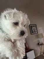 REDUCED AKC Green, a male West Highland White Terrier for sale in Punta Gorda, FL – 4 of 5