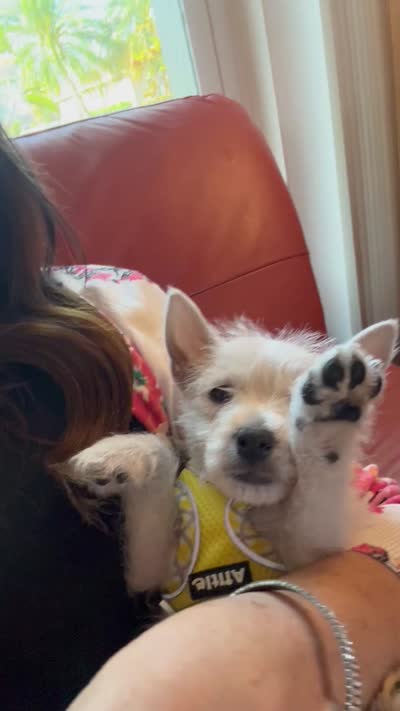 AKC Summer , a female West Highland White Terrier for sale in Punta Gorda, FL – 7 of 7