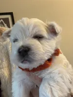 AKC ORANGE, a male West Highland White Terrier for sale in Punta Gorda, FL – 3 of 6