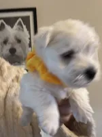 AKC YELLOW, a male West Highland White Terrier for sale in Punta Gorda, FL – 2 of 6