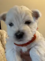 AKC ORANGE, a male West Highland White Terrier for sale in Punta Gorda, FL – 1 of 6