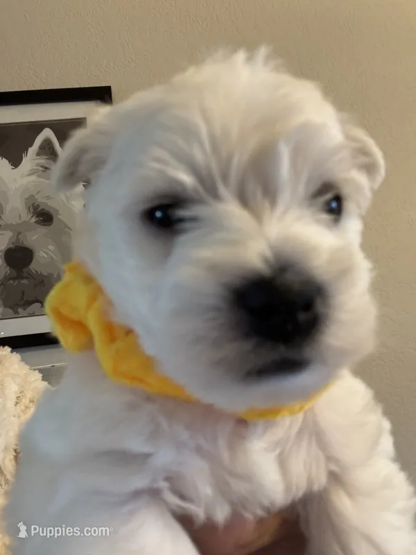 AKC YELLOW – West Highland White Terrier puppy for sale in Punta Gorda, FL