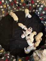 processed/4ac401be-2a09-43e3-b1be-5fc854dea319/listing/71443487-537f-4e01-832c-48217876fe3c/01ff864a-6a07-47c3-bad5-0e58da4e08bb