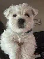 REDUCED AKC Green, a male West Highland White Terrier for sale in Punta Gorda, FL – 5 of 5