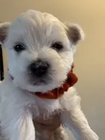 AKC ORANGE, a male West Highland White Terrier for sale in Punta Gorda, FL – 6 of 6