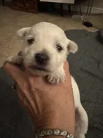 processed/4ac401be-2a09-43e3-b1be-5fc854dea319/listing/84e449e7-517d-4070-a962-0dcbcd3d1fea/15a6ecff-c067-443b-9fdd-ba092a61ad7d