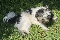 MAX , a male Maltipoo for sale in Punta Gorda, FL – 2 of 2