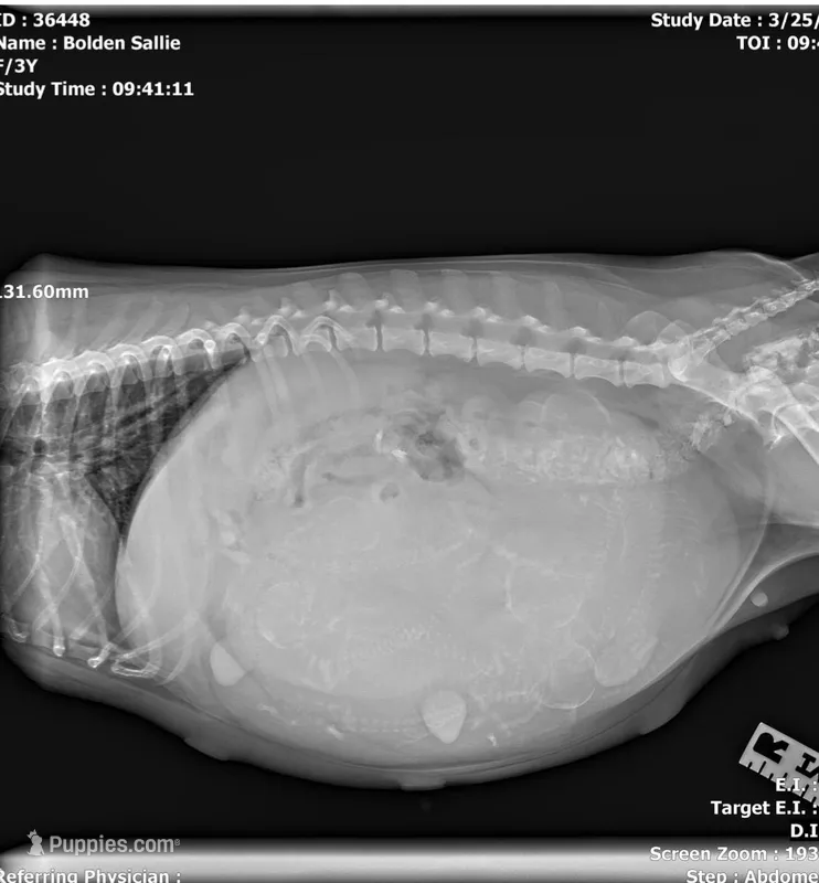 AKC Puppy 1 of 8 – West Highland White Terrier puppy for sale in Punta Gorda, FL