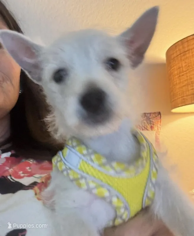 AKC Summer  – West Highland White Terrier puppy for sale in Punta Gorda, FL