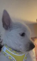 AKC Summer , a female West Highland White Terrier for sale in Punta Gorda, FL – 4 of 7