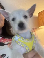 AKC Summer , a female West Highland White Terrier for sale in Punta Gorda, FL – 6 of 7