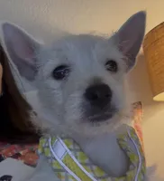 AKC Summer , a female West Highland White Terrier for sale in Punta Gorda, FL – 5 of 7