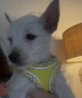 AKC Summer , a female West Highland White Terrier for sale in Punta Gorda, FL – 2 of 7