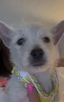 AKC Summer , a female West Highland White Terrier for sale in Punta Gorda, FL – 3 of 7