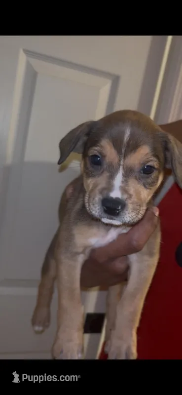 Puppy C – Catahoula Leopard Dog, American Pit Bull Terrier puppy for sale in Punta Gorda, FL