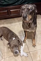 Puppy C, a female Catahoula Leopard Dog and American Pit Bull Terrier for sale in Punta Gorda, FL – Photo 2 of 5