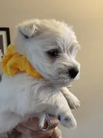 AKC YELLOW, a male West Highland White Terrier for sale in Punta Gorda, FL – 3 of 6