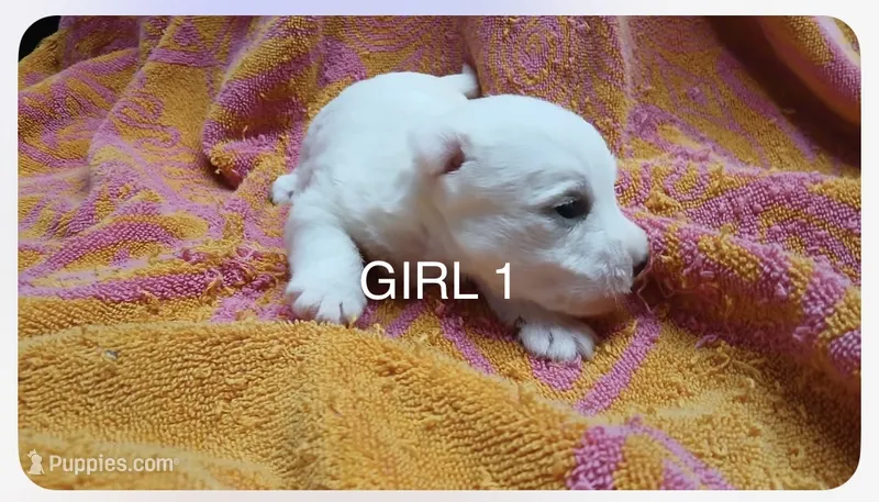 AKC Girl A – West Highland White Terrier puppy for sale in Punta Gorda, FL