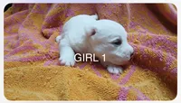 AKC Girl A, a female West Highland White Terrier for sale in Punta Gorda, FL – 1 of 1