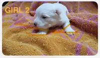 AKC Girl B, a female West Highland White Terrier for sale in Punta Gorda, FL – 1 of 1