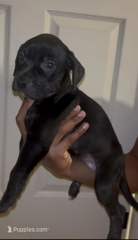 REDUCED Puppy B – Catahoula Leopard Dog, American Pit Bull Terrier puppy for sale in Punta Gorda, FL