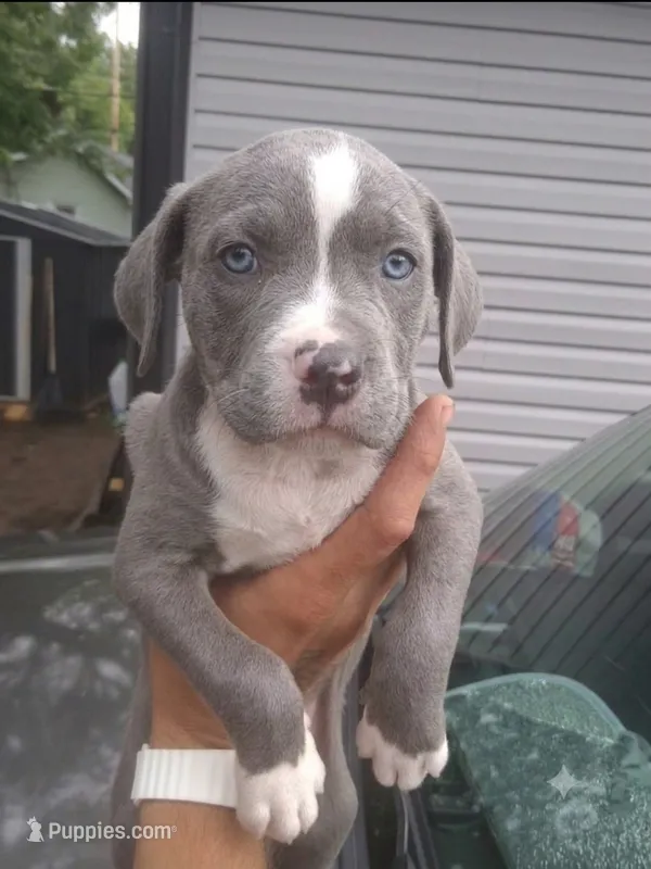 Babygirl – American Pit Bull Terrier puppy for sale in Indianapolis, IN