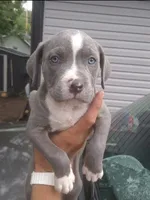 Babygirl, a female American Pit Bull Terrier for sale in Indianapolis, IN – 1 of 1