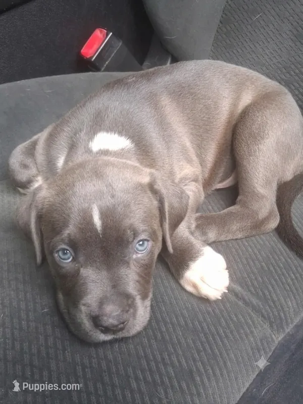 Neo – American Pit Bull Terrier puppy for sale in Indianapolis, IN