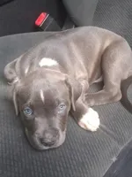 Neo, a male American Pit Bull Terrier for sale in Indianapolis, IN – 1 of 1