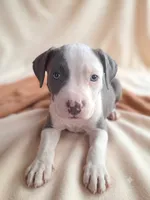 Moomoo, a female American Pit Bull Terrier for sale in Indianapolis, IN – 1 of 1
