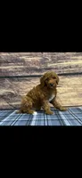 Blue Collar Boy , a male Poodle - Standard  for sale in Clarence, MO – Photo 3 of 3