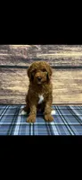 Blue Collar Boy , a male Poodle - Standard  for sale in Clarence, MO – Photo 1 of 3