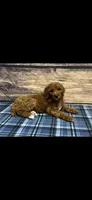 Blue Collar Boy , a male Poodle - Standard  for sale in Clarence, MO – Photo 2 of 3