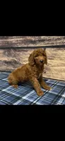 Red Collar Girl , a female Poodle - Standard  for sale in Clarence, MO – Photo 3 of 3