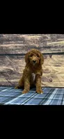 Red Collar Girl , a female Poodle - Standard  for sale in Clarence, MO – Photo 1 of 3