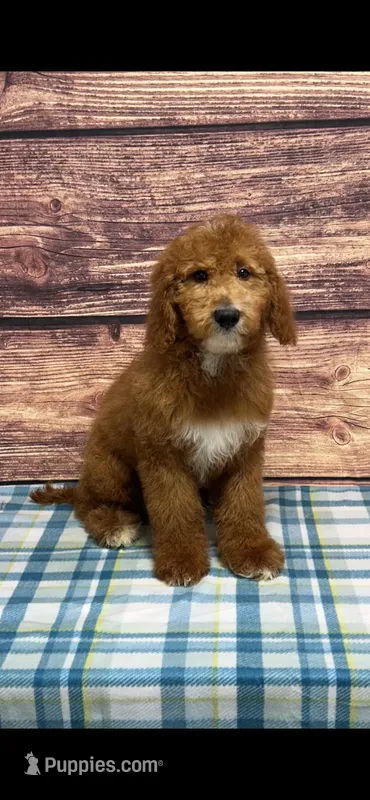 Green Collar Boy  – Poodle - Standard  puppy for sale in Clarence, MO